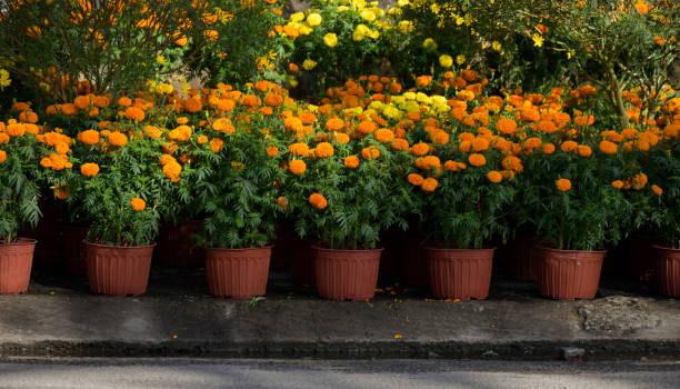 beautiful background with the brilliant daisy pots on the yard in my garden - garden decoration stock pictures, royalty-free photos & images