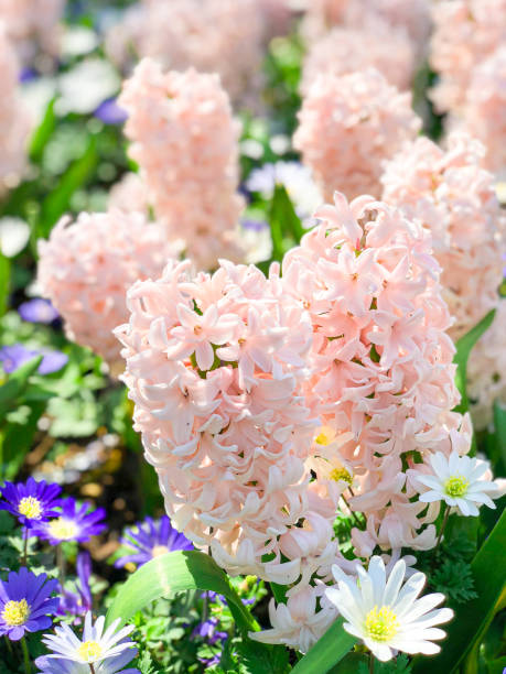 beautiful blooming bright fresh hyacinth flowers in the garden on sunny day.netherlands. - garden decoration stock pictures, royalty-free photos & images