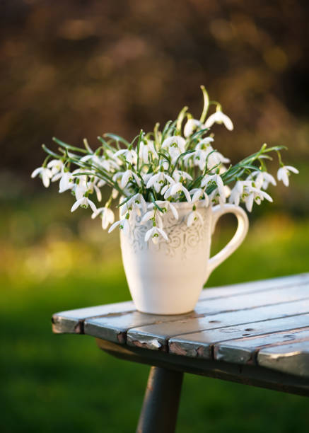 beautiful bouquet with white snowdrop wildflowers in a vintage ceramic cup. - garden decoration stock pictures, royalty-free photos & images