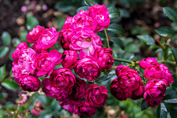 beautiful brunch of roses. - garden decoration stock pictures, royalty-free photos & images
