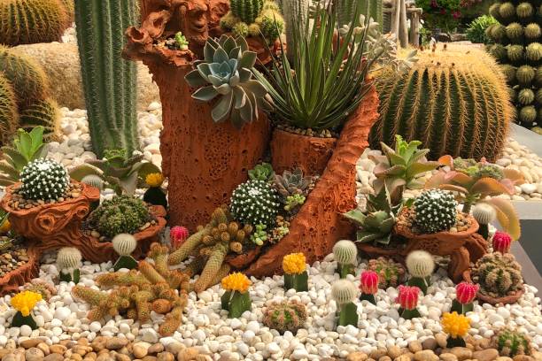 beautiful cactus garden in pattaya - colorful blooming cactus. - garden decoration stock pictures, royalty-free photos & images