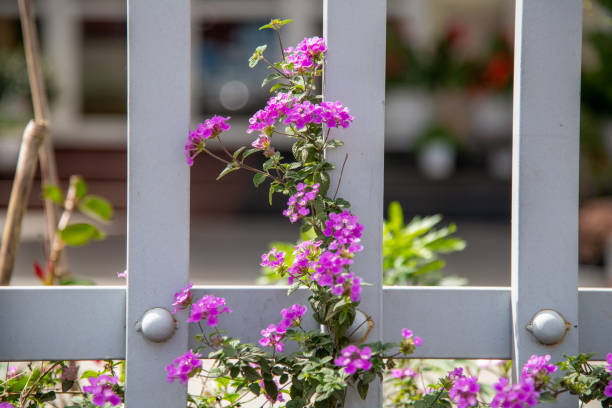 beautiful flower on the home fence - garden decoration stock pictures, royalty-free photos & images