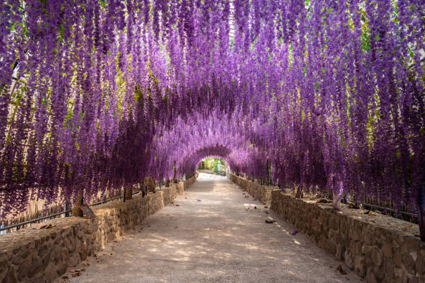 beautiful flowers tunnel made by artificial wisteria flowers. - garden decoration stock pictures, royalty-free photos & images