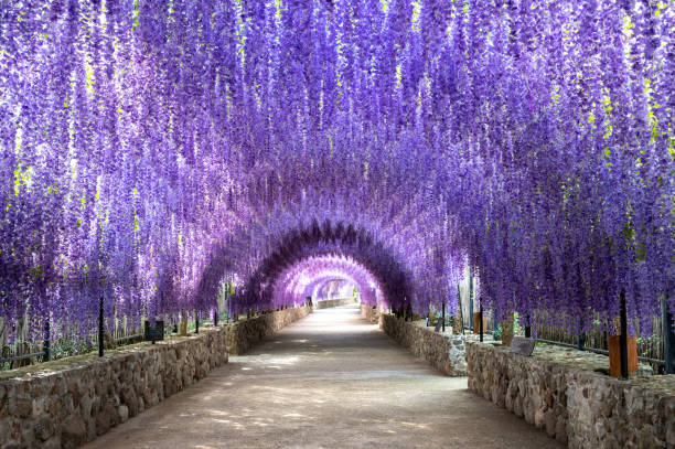 beautiful flowers tunnel made by wisteria flowers. - garden decoration stock pictures, royalty-free photos & images