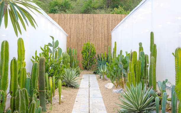 beautiful garden with cactus in house plants. - garden decoration stock pictures, royalty-free photos & images