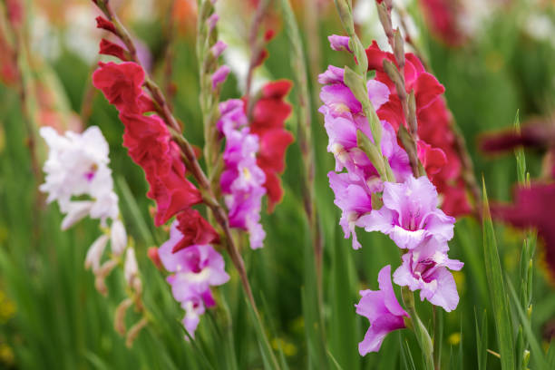 beautiful gladioli in many different colors on a field of flowers - garden decoration stock pictures, royalty-free photos & images