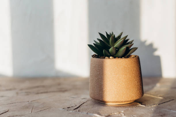 beautiful green succulent in a beige pot on a table - garden decoration stock pictures, royalty-free photos & images