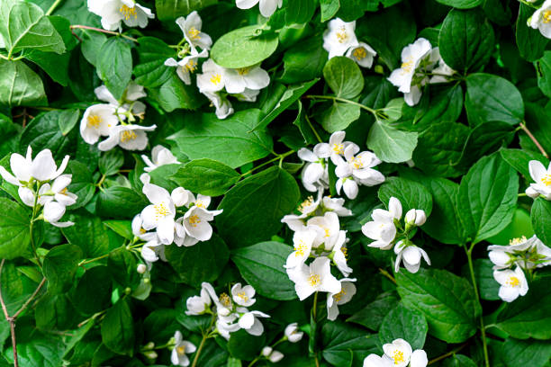 beautiful jasmine flowers background. - garden decoration stock pictures, royalty-free photos & images