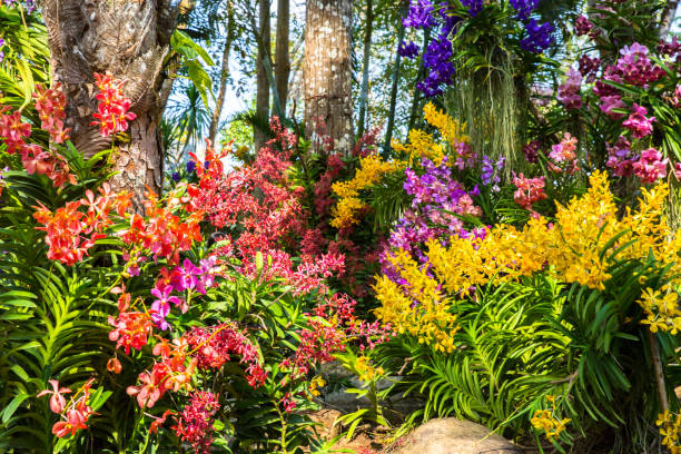 beautiful orchid garden, chanthaburi. - garden decoration stock pictures, royalty-free photos & images