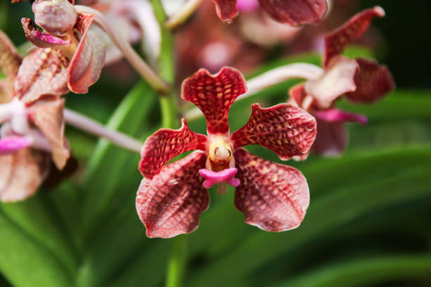 beautiful papilionanda mimi palmer pink orchids - garden decoration stock pictures, royalty-free photos & images