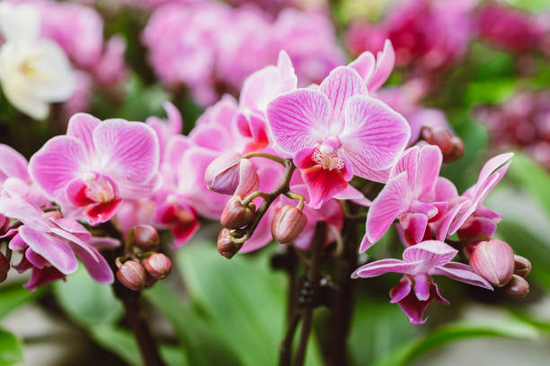 beautiful pink orchid flowers close up. selection of plants for decorating rooms. exotic flowers - garden decoration stock pictures, royalty-free photos & images