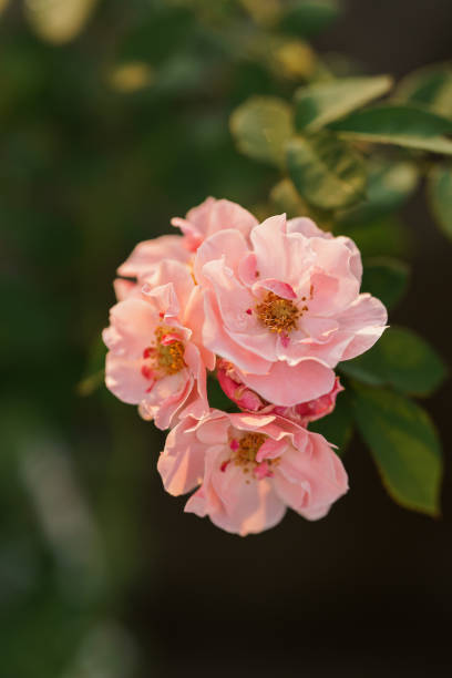 beautiful roses in nature, pink color tone flowers. - garden decoration stock pictures, royalty-free photos & images