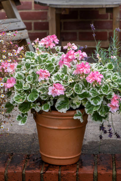 beautiful, summer planted terracotta pots with soft pink geraniums, pelargoniums - garden decoration stock pictures, royalty-free photos & images