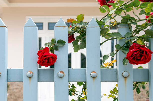 beauty climbing rose on the white fence - garden decoration stock pictures, royalty-free photos & images