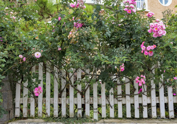beauty pink climbing rose on the white fence - garden decoration stock-fotos und bilder