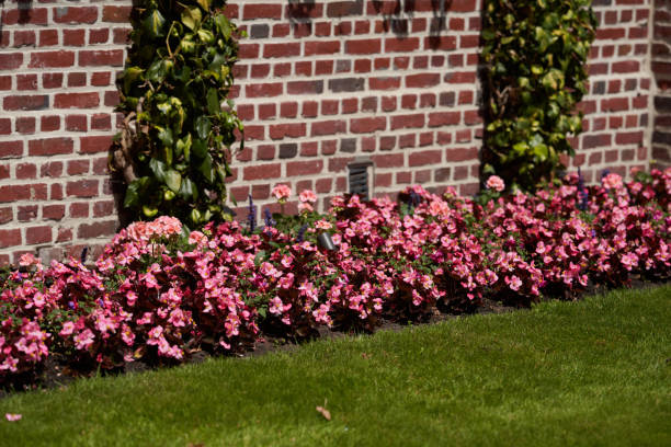 begonia cucullata - garden decoration stockfoto's en -beelden