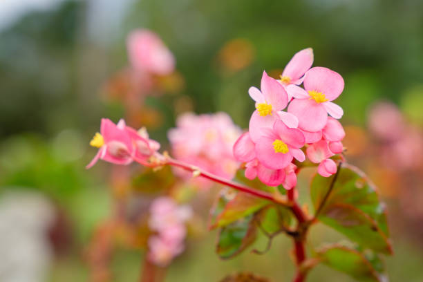 begonia flower close up shot - garden decoration stock pictures, royalty-free photos & images