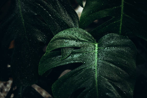 big green monstera leaves with dew drops - garden decoration stock pictures, royalty-free photos & images