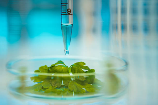 biochemistry - food stock pictures, royalty-free photos & images