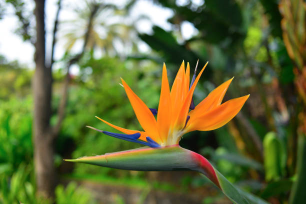 bird of paradise - flower - garden decoration stock pictures, royalty-free photos & images