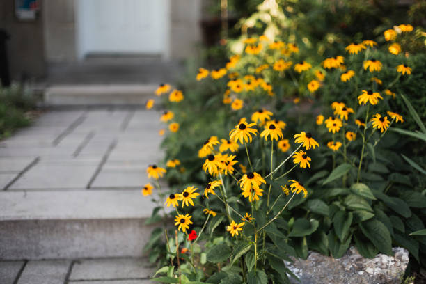 black-eyed susan in front of a house - garden decoration stock pictures, royalty-free photos & images