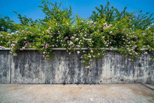 blooming flowers on the wall - garden decoration stock pictures, royalty-free photos & images