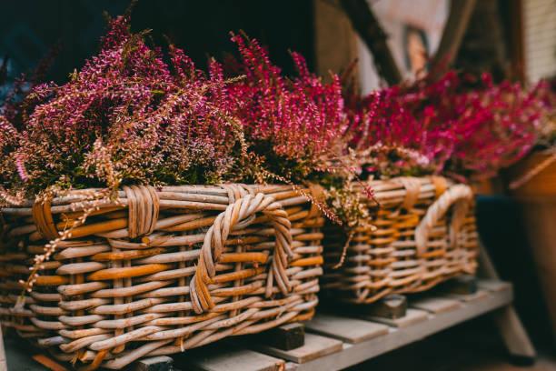 blooming heather plant in a pot - garden decoration stock pictures, royalty-free photos & images