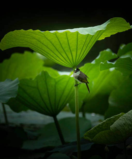 blooming lotus, lotus leaves, flowers on the surface of the pond water - garden decoration stock pictures, royalty-free photos & images
