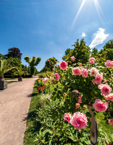 blooming orangerie park in summer. - garden decoration stockfoto's en -beelden