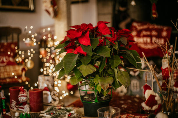 blooming poinsettia decorating at home - home decoration stock pictures, royalty-free photos & images