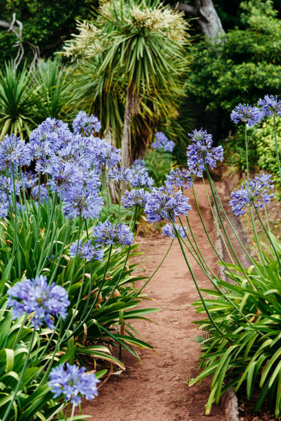 blooming spring garden. - garden decoration stock-fotos und bilder