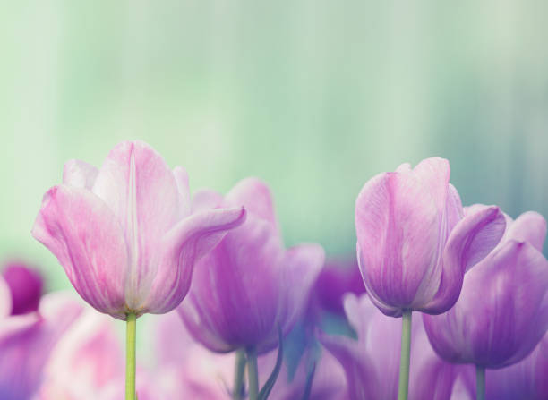 blooming tulip - garden decoration stock pictures, royalty-free photos & images