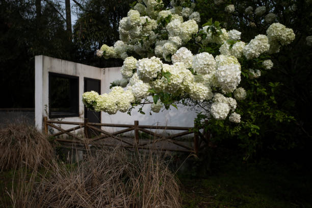 blooming wood hydrangea - garden decoration stock pictures, royalty-free photos & images