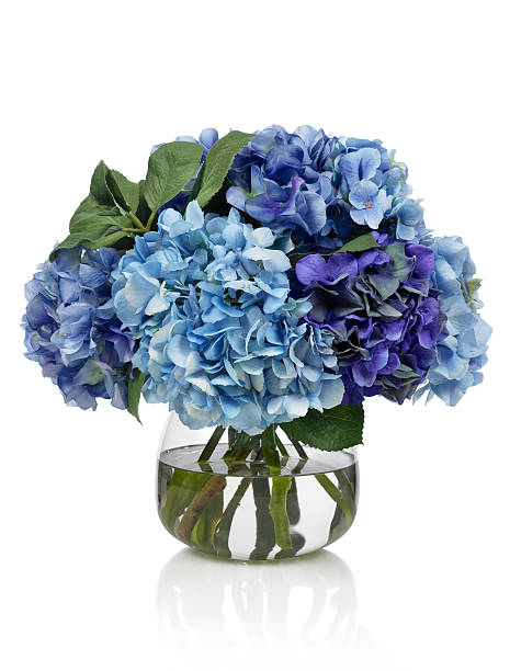 blue hydrangea bouquet on white background - home decoration stock pictures, royalty-free photos & images