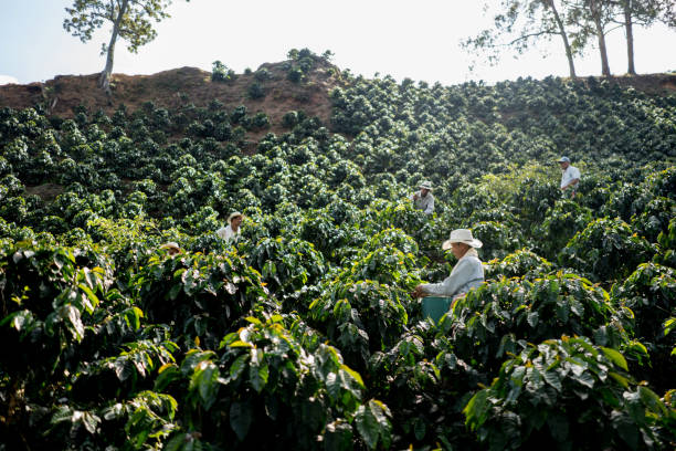 boeren werken bij een koffie boerderij verzamelen van koffiebonen - coffee stockfoto's en -beelden