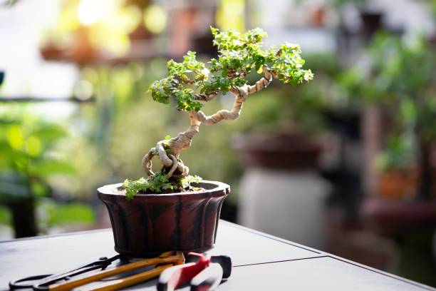 bonsai,bonsai premna - garden decoration stock pictures, royalty-free photos & images