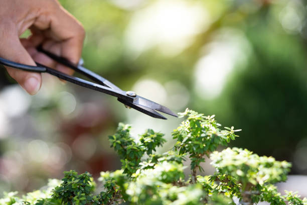 bonsai ,bonsai trees,pruning scissors - garden decoration stock pictures, royalty-free photos & images