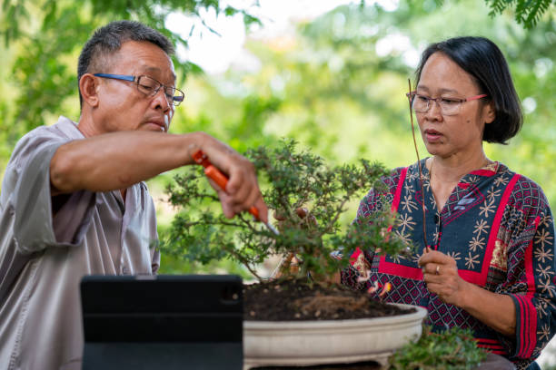 bonsai gardening hobby, senior adult enjoy pruning and care nurturing growth of bonsai tree - garden decoration stock pictures, royalty-free photos & images