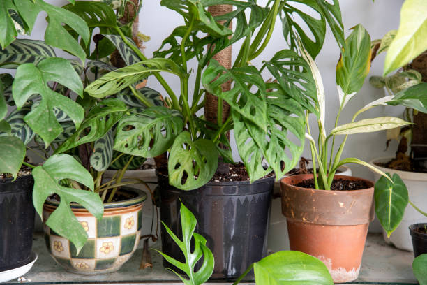 bonsai pots used for home decor - garden decoration stock pictures, royalty-free photos & images
