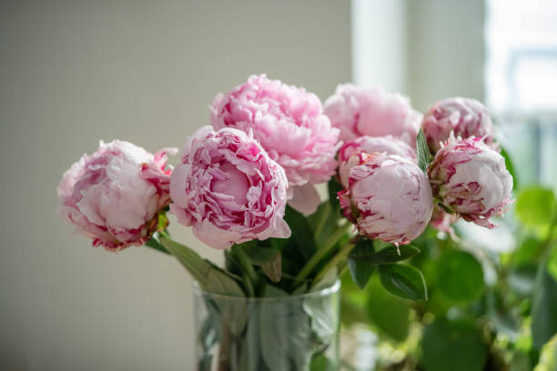 bouquet of soft pink fragrant peonies composed by florist in vase near window for home decoration - garden decoration stock pictures, royalty-free photos & images