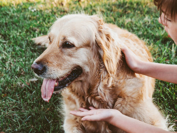 boy 8-9 years old with young golden labrador retriever dog. the boy strokes the dog very carefully and talks to it. - garden decoration stock pictures, royalty-free photos & images