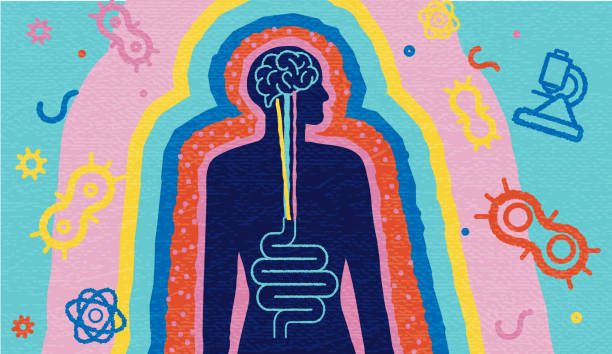 brain gut connection abstract health and science concept with silhouette of human with brain and intestine surrounded by gut bacterium and science elements - junk food stock illustrations