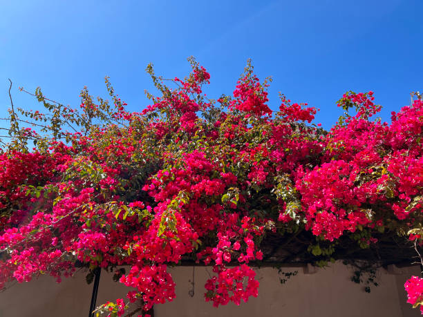 bright bougainvillea flowers hanging over wall - garden decoration stock pictures, royalty-free photos & images