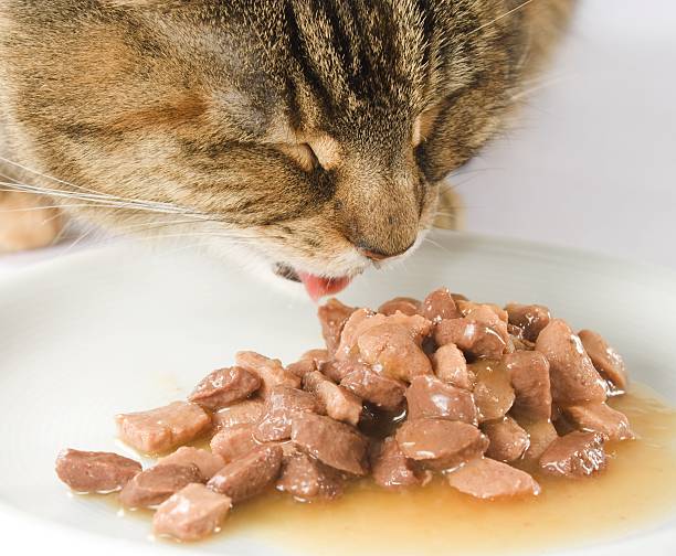 brown cat eating his food close up headshot - food stock pictures, royalty-free photos & images