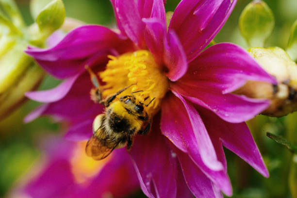 bumblebee sitting on pink flower with wings blurred as diping head towards center of plant, collecting yellow pollen. - garden decoration stock pictures, royalty-free photos & images
