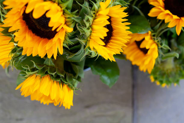 bunch of sunflowers in bucket - garden decoration stock pictures, royalty-free photos & images