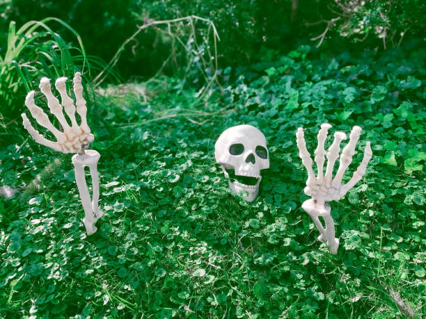 buried skeleton in yard - garden decoration stock pictures, royalty-free photos & images