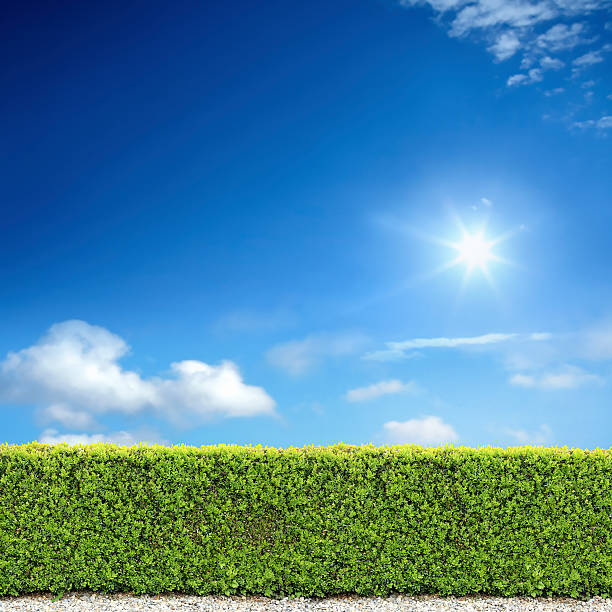 bush fence and sunny sky - garden decoration stock pictures, royalty-free photos & images