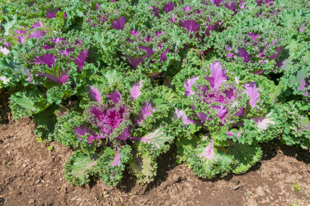 cabbage ornamental - garden decoration stock pictures, royalty-free photos & images