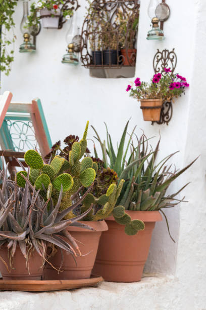 cactus and succulents in a pot in the street (hydra, greece) - garden decoration stock pictures, royalty-free photos & images